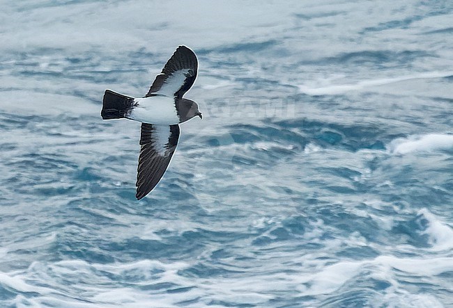 Inaccessible White-bellied Storm-Petrel (Fregetta grallaria leucogaster) in the Southern Atlantic Ocean, around the Tristan da Cunha and Gough islands. stock-image by Agami/Martijn Verdoes,