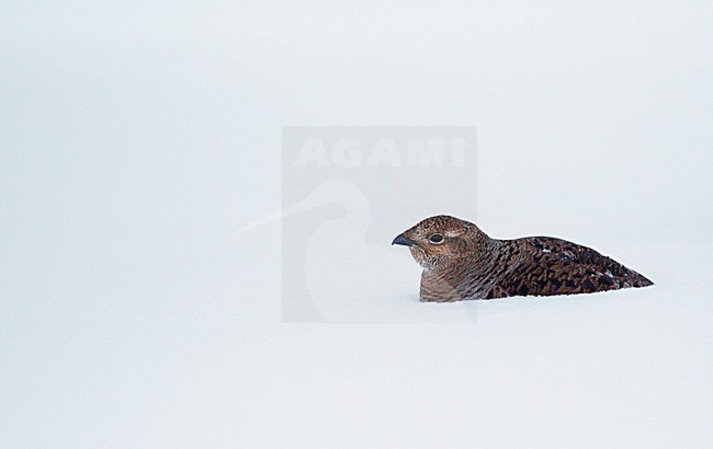 Vrouwtje Korhoen in de sneeuw, Black Grouse female in the snow stock-image by Agami/Markus Varesvuo,