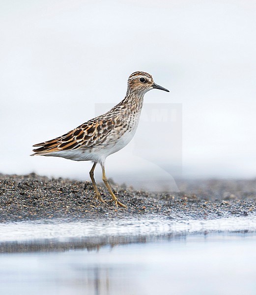 Long-toed Stint - Langzehen-Strandläufer - Calidris subminuta, Russia, adult stock-image by Agami/Ralph Martin,