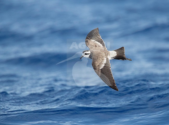 White-faced Storm-Petrel (Pelagodroma marina) flying over the Atlantic Ocean off the Madeira islands. Seen from above. stock-image by Agami/Marc Guyt,