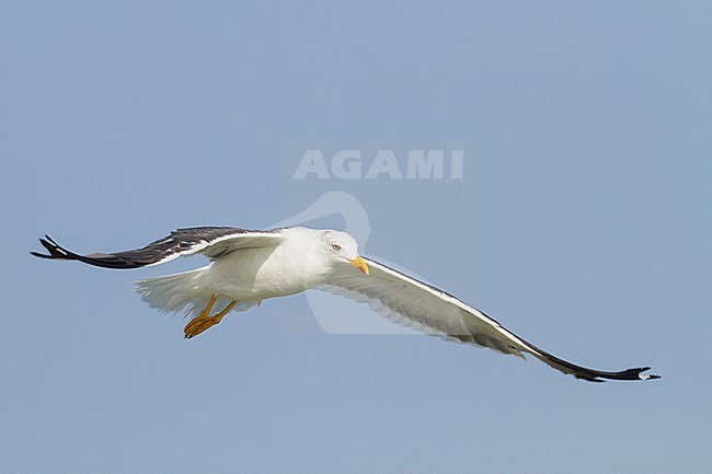 Heuglin's Gull - Tundramöwe - Larus heuglini, Oman, adult stock-image by Agami/Ralph Martin,