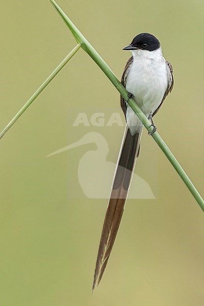 Fork-tailed Flycatcher (Tyrannus savana) Perched on a branch in Argentina stock-image by Agami/Dubi Shapiro,