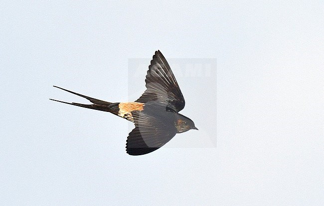 Striated Swallow (Cecropis striolata) wintering in the Philippines. stock-image by Agami/Laurens Steijn,