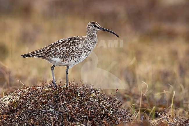 Eurasian Whimbrel, Numenius phaeopus, in Norway. stock-image by Agami/Daniele Occhiato,