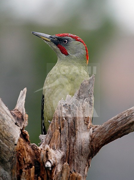 Iberische Groene Specht; Iberian Green Woodpecker stock-image by Agami/Markus Varesvuo,