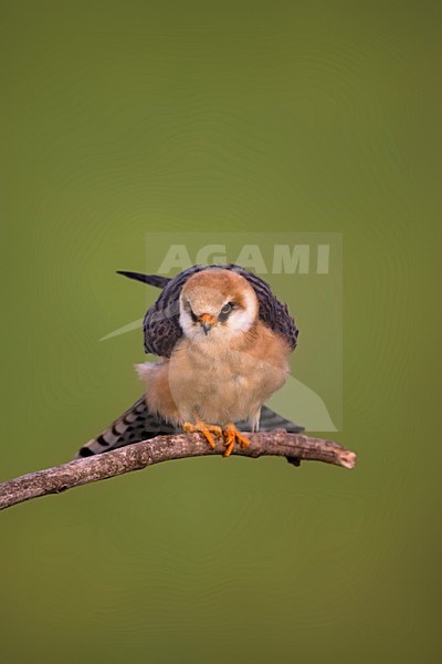 Roodpootvalk vrouw zittend op een tak; Red-footed Falcon female perched on a branch stock-image by Agami/Marc Guyt,