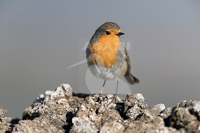 Adult European Robin (Erithacus rubecula) in late winter in on a rock. stock-image by Agami/Marc Guyt,