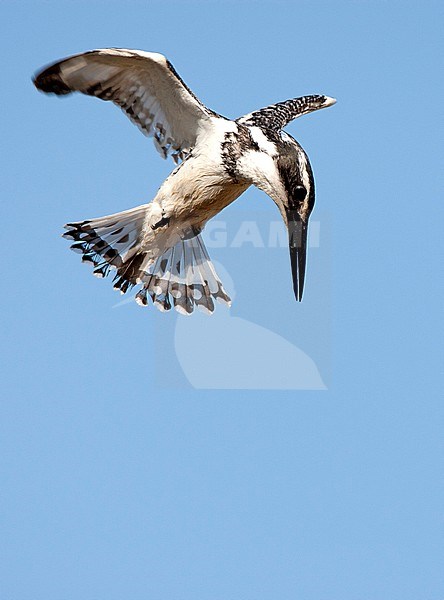 Bonte IJsvogel biddend boven water op zoek naar voedsel, Pied Kingfisher hovering above a pool in seach of food stock-image by Agami/Roy de Haas,