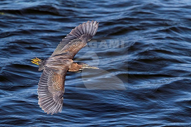 Striated Heron (Butorides striata) in Oman. stock-image by Agami/Tomi Muukkonen,