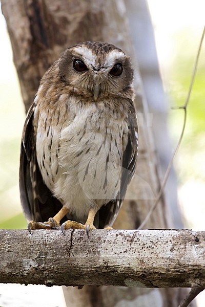 Cubaanse Schreeuwuil, Bare-legged Owl stock-image by Agami/Dubi Shapiro,