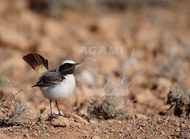 Mannetje Roodstuittapuit; Male Red-rumped Wheatear stock-image by Agami/Markus Varesvuo,