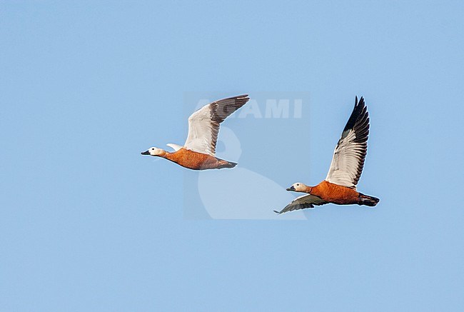 Male and female Ruddy Shelduck (Tadorna ferruginea) in flight over the island Lesbos, Greece. stock-image by Agami/Marc Guyt,