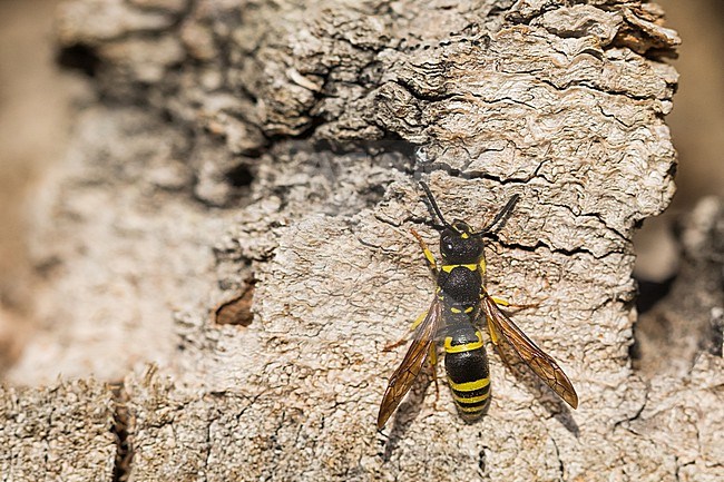 Ancistrocerus nigricornis, Germany (Baden-Württemberg), imago stock-image by Agami/Ralph Martin,