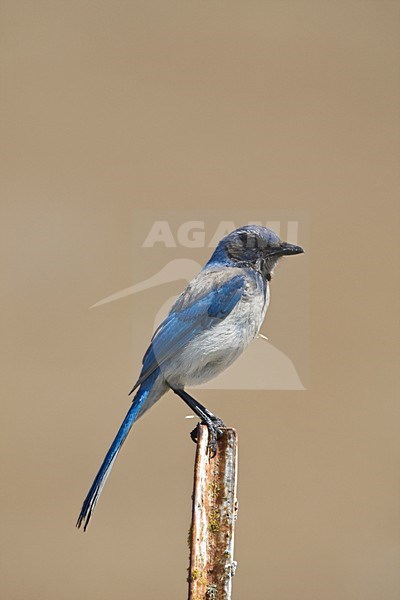 Californische Struikgaai zittend op paal Californie USA, Western Scrub-Jay perched on pole California USA stock-image by Agami/Wil Leurs,