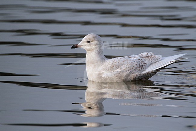 Zwemmende onvolwassen Kleine Burgemeester, Swimming immature Iceland Gull stock-image by Agami/Karel Mauer,