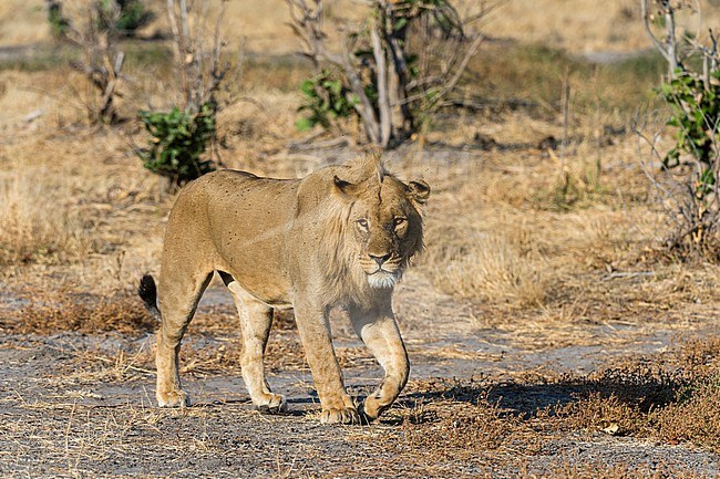 Portrait of a sub-adult male lion, Panthera leo, walking. Savute Marsh, Chobe National Park, Botswana. stock-image by Agami/Sergio Pitamitz,