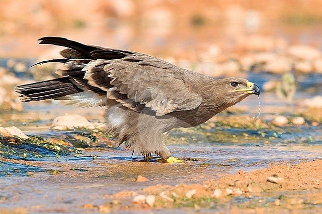 Steppe Eagle (Aquila nipalensis orientalis), stock-image by Agami/Saverio Gatto,