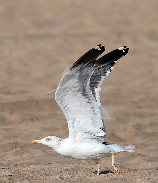 Steppe Gull (Larus barabensis) at the coast at Sour in Oman. Taking off from the beach, showing under wing pattern. stock-image by Agami/Aurélien Audevard,