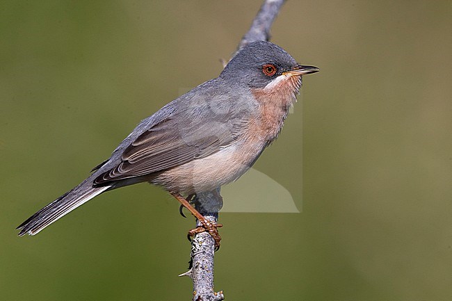 Possible hybrid Eastern Subalpine Warbler x Moltoni's Warbler stock-image by Agami/Daniele Occhiato,