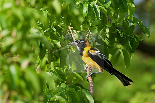 Venezuelan Troupial (Icterus icterus ridgwayi), side view of an adult bird perched on a branch stock-image by Agami/Kari Eischer,