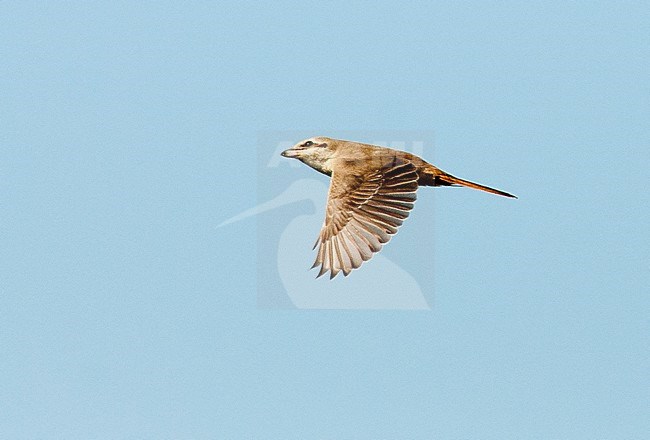 Daurian Shrike - Lanius isabellinus  Texel, Netherlands, 2-10-2011 stock-image by Agami/Rene Pop ,