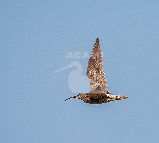 Eurasian Whimbrel (Numenius phaeopus) in the Netherlands. stock-image by Agami/Marc Guyt,