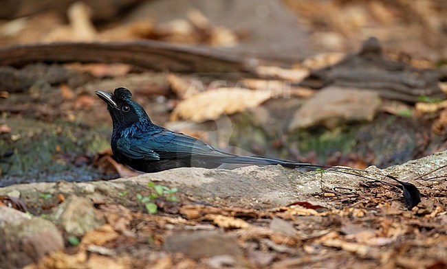 Greater Racket-tailed Drongo (Dicrurus paradiseus) at Kaeng Krachan National Park, Thailand stock-image by Agami/Helge Sorensen,