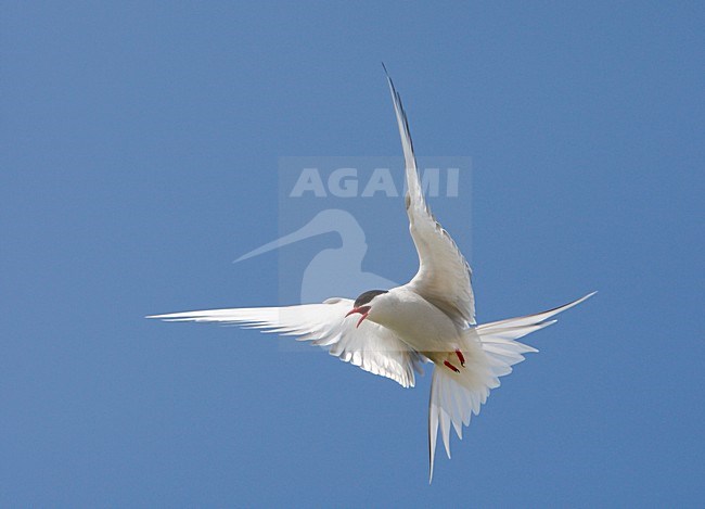 Noordse Stern, Arctic Tern, Sterna paradisaea stock-image by Agami/Hugh Harrop,