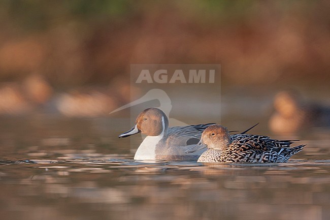 Northern Pintail, Pijlstaart, Anas acuta, Germany, adult female and male stock-image by Agami/Ralph Martin,
