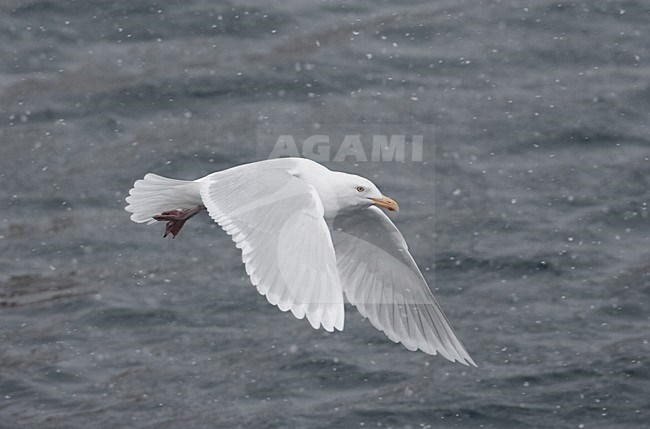 Volwassen Grote Burgemeester in vlucht; Adult Glaucous Gull in flight stock-image by Agami/Jari Peltomäki,