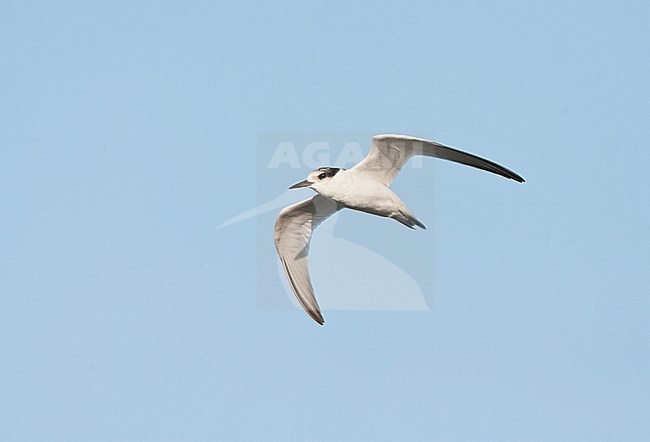 Onvolwassen Dwergstern in vlucht; Immature Little Tern (Sternula albifrons) in flight stock-image by Agami/Marc Guyt,