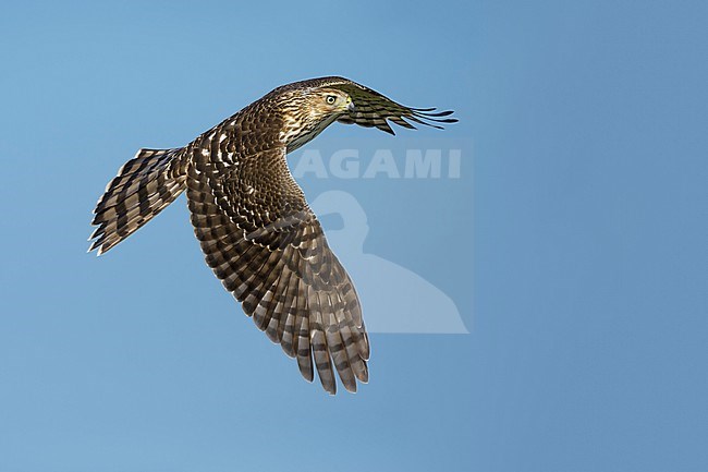 Immature Cooper's Hawk (Accipiter cooperii) in flight over Chambers County, Texas, USA. Seen from the side, flying against a blue sky as background. stock-image by Agami/Brian E Small,