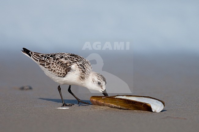 Drieteenstrandloper foeragerend op Amerikaanse zwaardschede; Sanderling feeding on American Jack knife clam stock-image by Agami/Arnold Meijer,