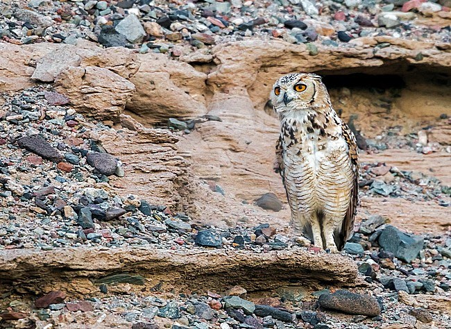 Second individual seen near Al Qusair in a small wadi close to the sea. stock-image by Agami/Vincent Legrand,