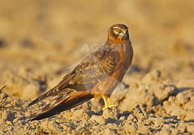 Grauwe Kiekendief, Montagus Harrier, Circus pygargus stock-image by Agami/Markus Varesvuo,