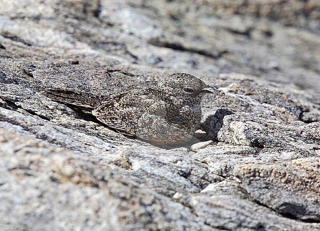 Roosting Pygmy Nightjar, Nyctipolus hirundinaceus cearea, in Brazil. stock-image by Agami/Andy & Gill Swash ,