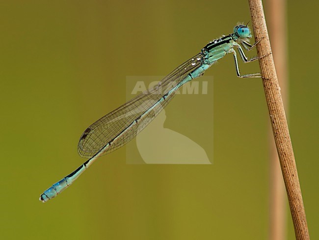 Mannetje Africallagma glaucum, Male Swamp Bluet stock-image by Agami/Wil Leurs,