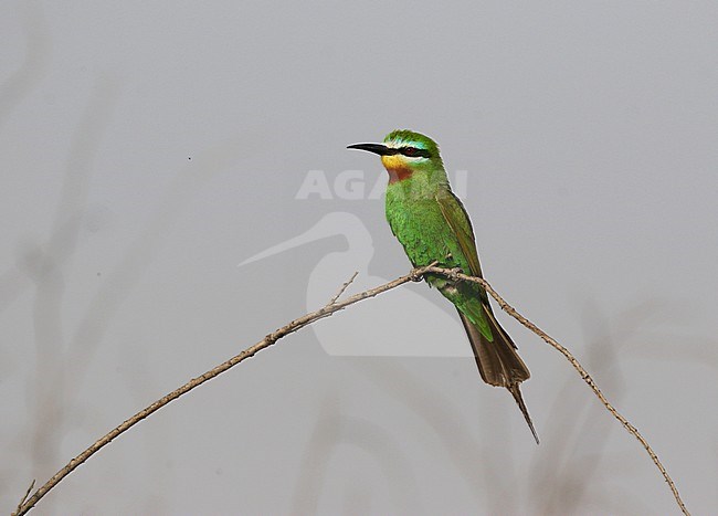 Groene Bijeneter zittend op een tak; Adult Blue-cheeked Bee-eater (Merops persicus) perched on a branch stock-image by Agami/James Eaton,