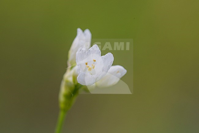 Lebanon Onion flowers stock-image by Agami/Wil Leurs,