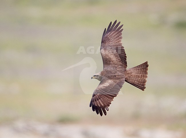 Zwarte Wouw in de vlucht; Black Kite in flight stock-image by Agami/Markus Varesvuo,