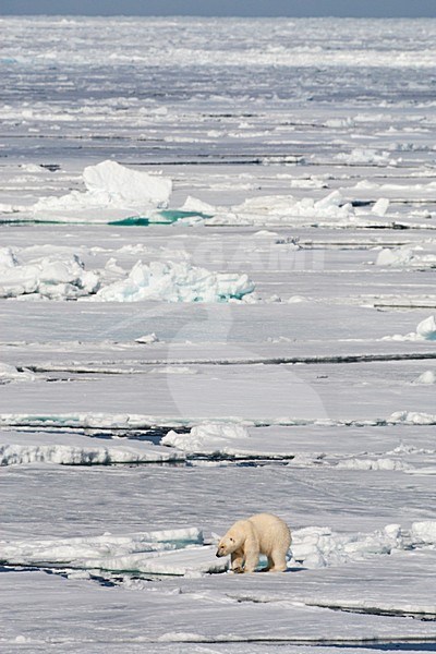IJsbeer lopend op het pakijs; Polar Bear walking on the pack ice stock-image by Agami/Marc Guyt,