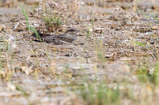 Caspian Eurasian Nightjar sitting on the ground in Kazakhstan May 2017.. stock-image by Agami/Vincent Legrand,