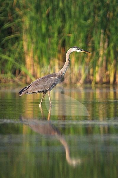 Juveniele Amerikaanse Blauwe Reiger, Juvenile Great Blue Heron stock-image by Agami/Glenn Bartley,