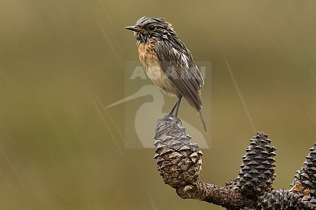 Roodborsttapuit in de regen; European Stonechat in the rain stock-image by Agami/Han Bouwmeester,