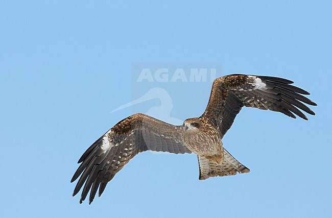 Zwartoorwouw in vlucht, Black-eared Kite in flight stock-image by Agami/Markus Varesvuo,