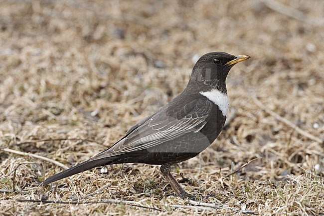 Ring Ouzel male standing on the ground; Beflijster man staand op de grond stock-image by Agami/Jari Peltomäki,