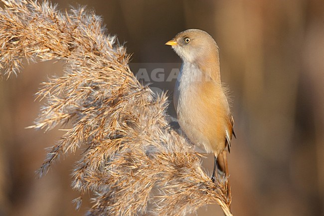 Vrouwtje Baardman op rietpluim; Female Bearded Reedling on reed stock-image by Agami/Menno van Duijn,