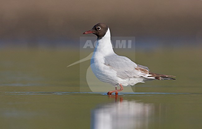 Onvolwassen Kokmeeuw; Immature Common Black-headed Gull stock-image by Agami/Ran Schols,