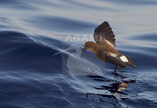 Foeragerend Wilsons stormvogeltje, Foraging Wilson's Storm Petrel stock-image by Agami/Markus Varesvuo,