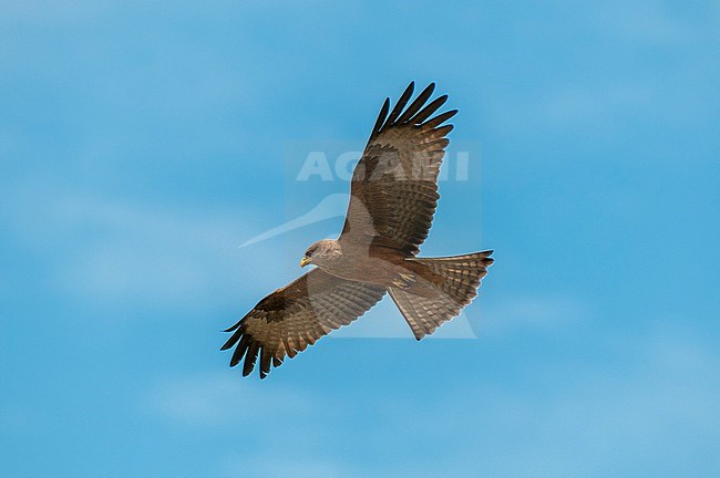 A hunting yellow-billed kite, Milvus parasitus, looking for prey while in flight. Khwai Concession Area, Okavango, Botswana. stock-image by Agami/Sergio Pitamitz,